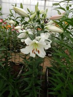 [4133 Forever No201.JPG]